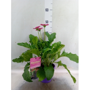 Gerbera  'Garvinea Classic Femmy'