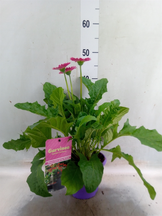 <h4>Gerbera  'Garvinea Classic Femmy'</h4>