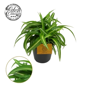 Chlorophytum Bonnie 12cm