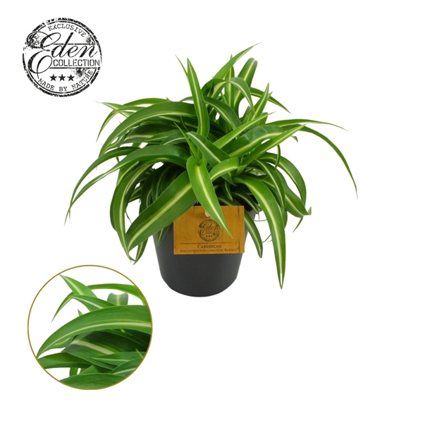 <h4>Chlorophytum Bonnie 12cm</h4>