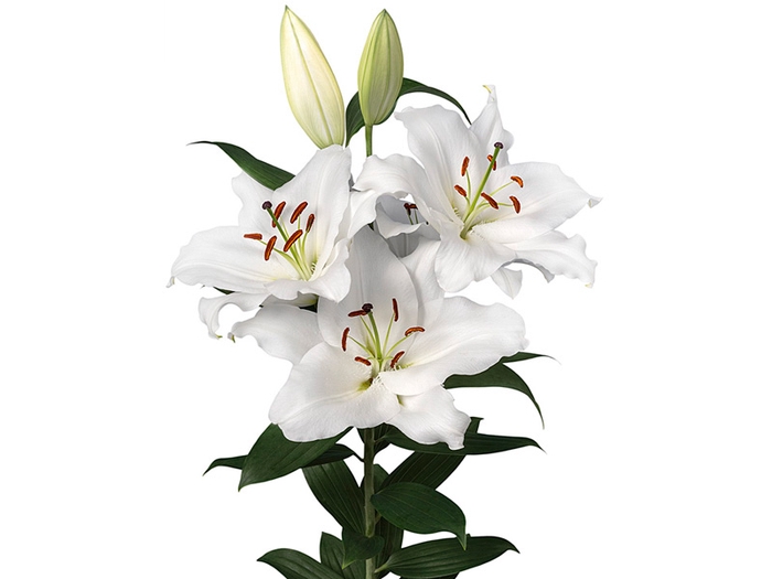 <h4>LIRIO ORIENTAL 060 CM HT 2/3 FLS BR</h4>