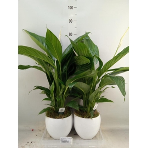 Spathiphyllum  'Bingo Cupido'