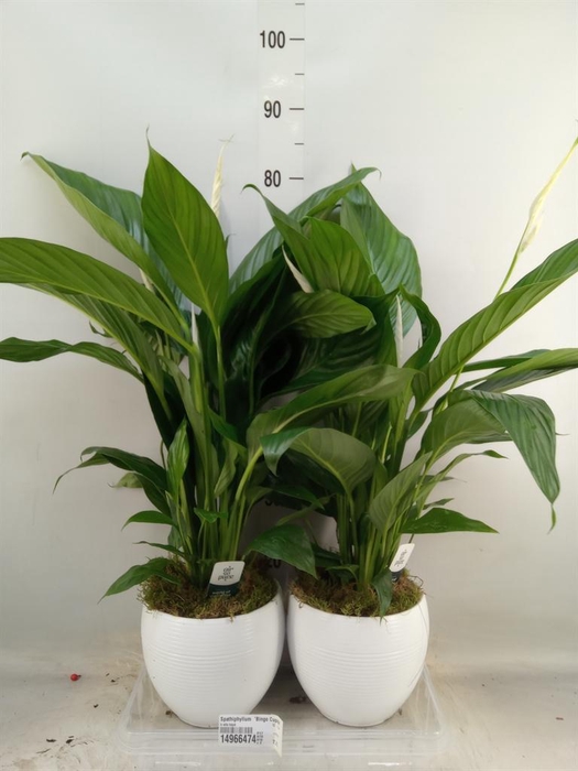 <h4>Spathiphyllum  'Bingo Cupido'</h4>