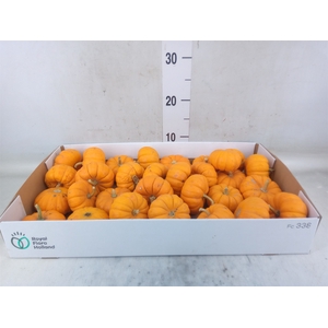 Cucurbita pepo 'Jack be Little'