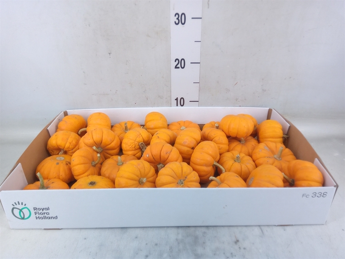 <h4>Cucurbita pepo 'Jack be Little'</h4>