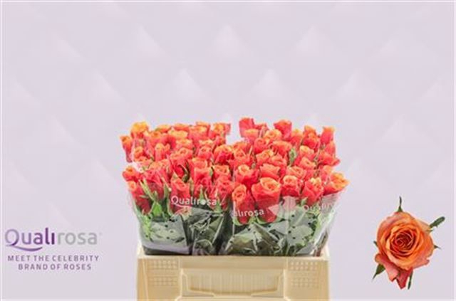 <h4>R GR ESPANA@</h4>