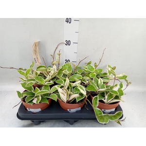 Hoya carnosa 'Krimson Queen'