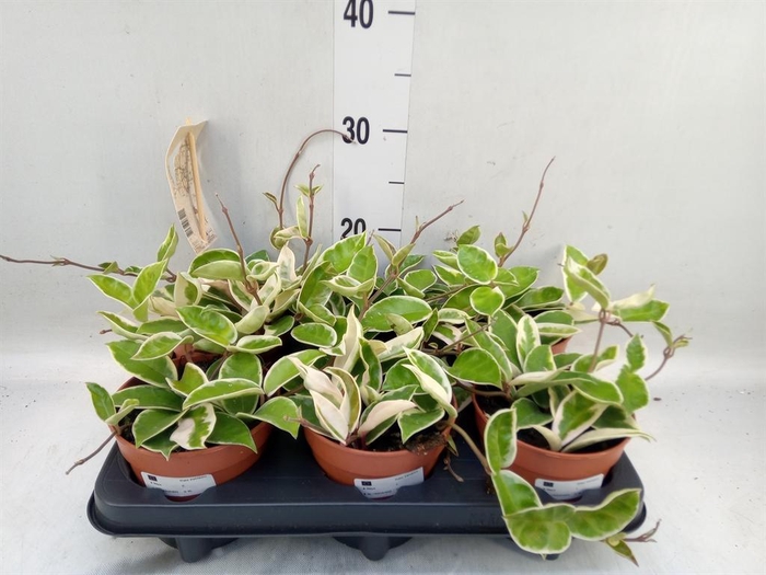 <h4>Hoya carnosa 'Krimson Queen'</h4>