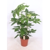 Schefflera Amate