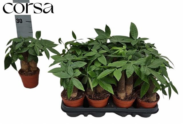 <h4>PACHIRA AQUATICA</h4>