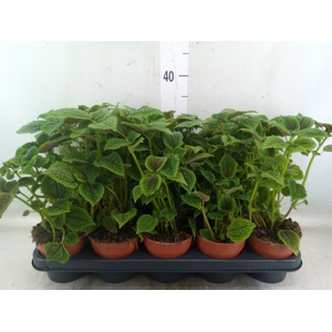 Pilea alumi