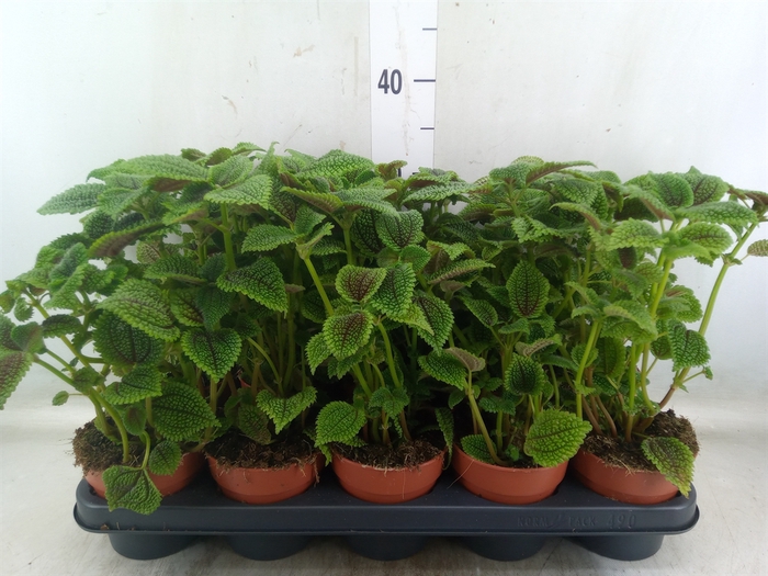 <h4>Pilea alumi</h4>