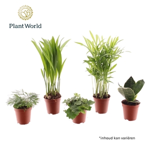 Tiny Happy Family basic mix 4-5 soorten (Decorum)