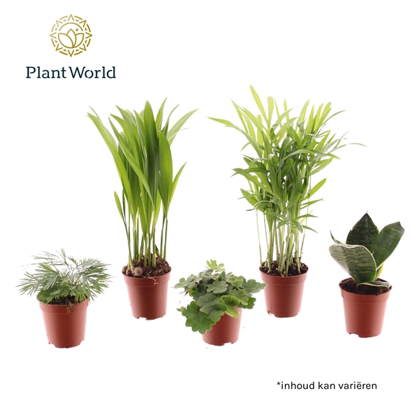 <h4>Tiny Happy Family basic mix 4-5 soorten (Decorum)</h4>