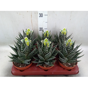 Aloe aristata 'Tiki Tahi'