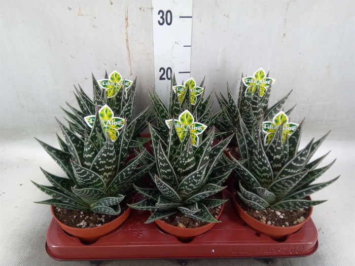 <h4>Aloe aristata 'Tiki Tahi'</h4>