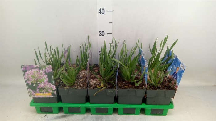 <h4>Allium  'Millenium'</h4>