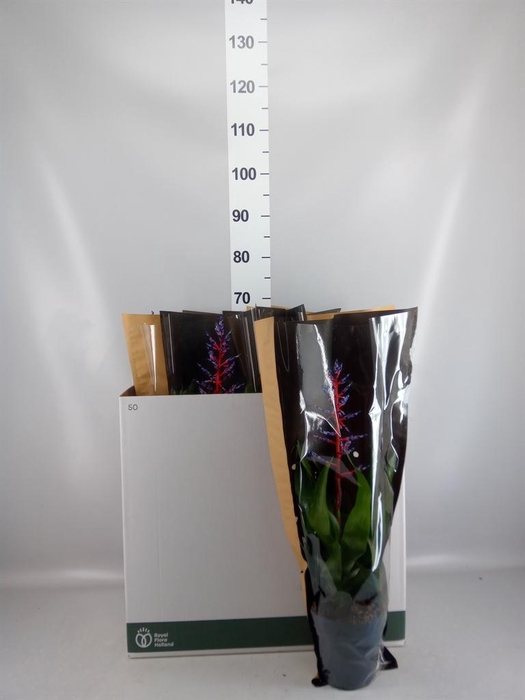 <h4>Aechmea 'Blue Rain'</h4>