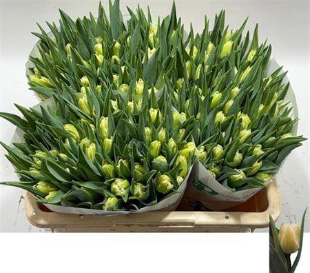 <h4>Tu Du Avant Garde</h4>