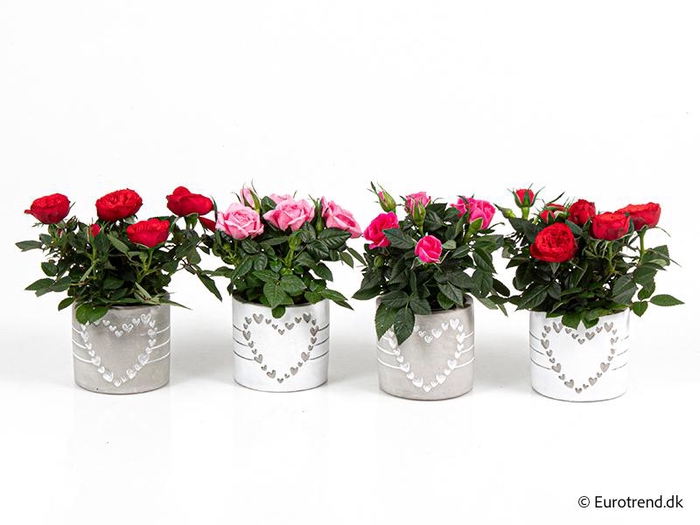 <h4>ROSA-HYBRID KUVERT</h4>