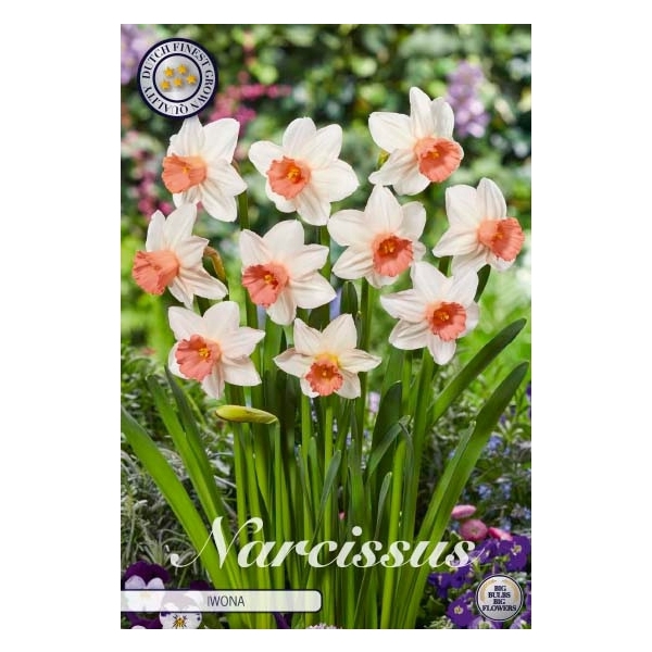 <h4>Narcissus Cyclamineus Iwona x5 12/+</h4>
