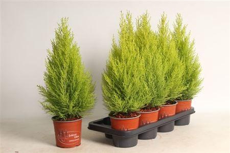 <h4>Cupr Ma Goldc Wilma</h4>