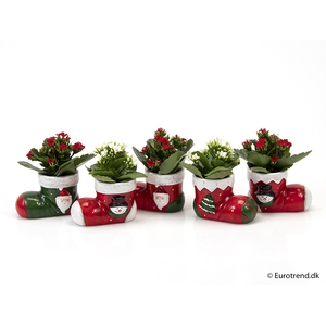 KALANCHOE BLOSSF KERST P6 E 2361