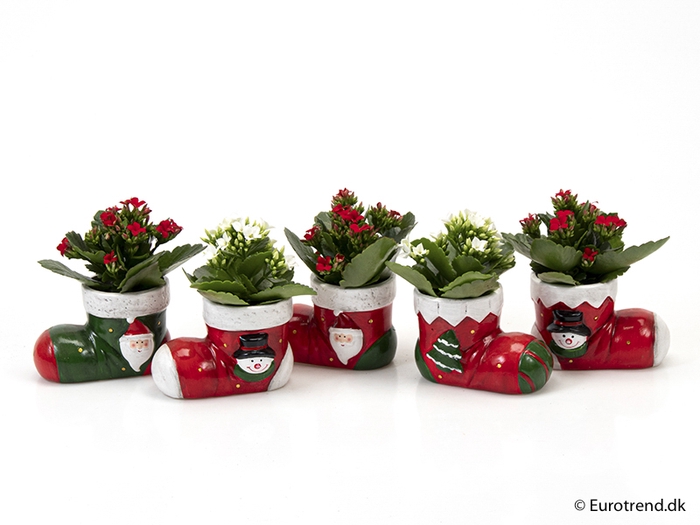 <h4>KALANCHOE BLOSSF KERST P6 E 2361</h4>