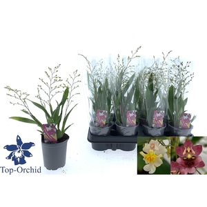 ONCIDIUM OV