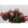Protea Cynaroides Claire
