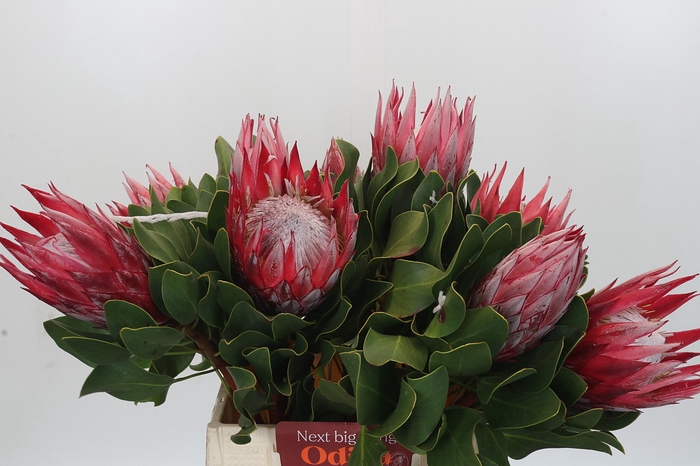 Protea Cynaroides Claire