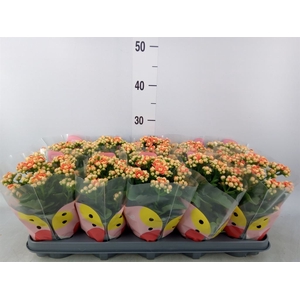 Kalanchoe  'MoreFlow Geneva'