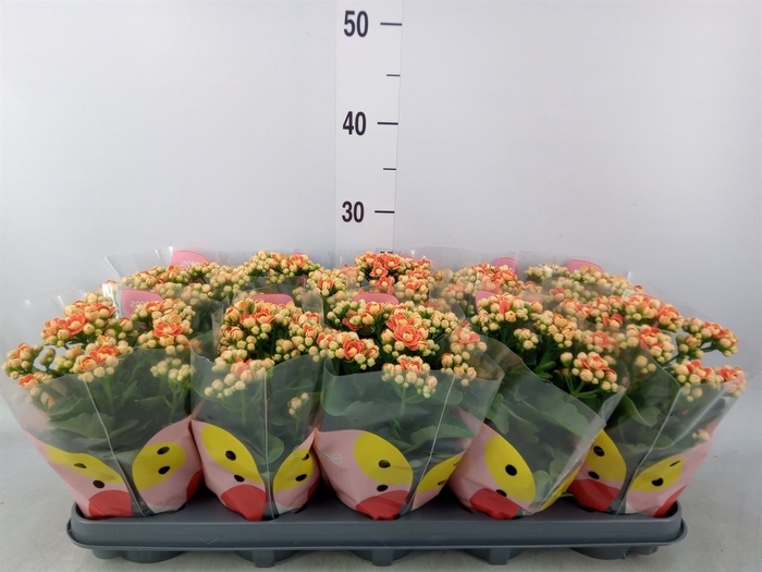 <h4>Kalanchoe  'MoreFlow Geneva'</h4>