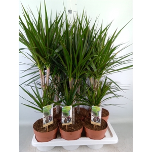 Dracaena marg.