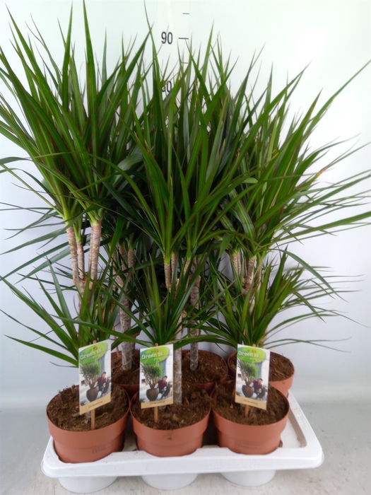 <h4>Dracaena marg.</h4>