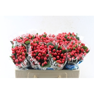 Hyp Coco Tango Red