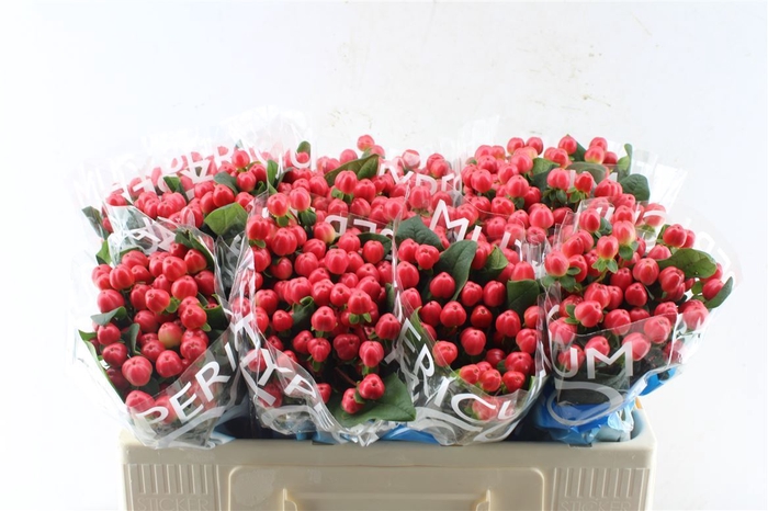 <h4>Hyp Coco Tango Red</h4>