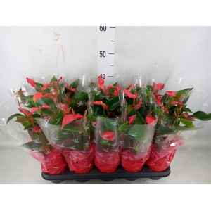 Anthurium  'Trillions Red'