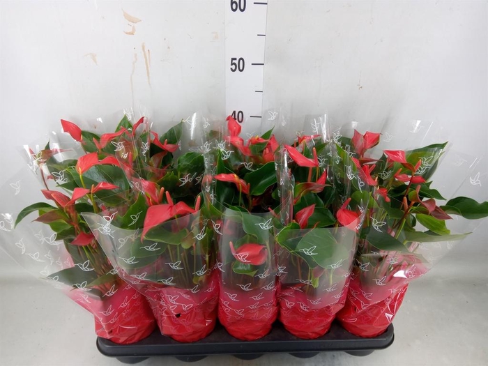 <h4>Anthurium  'Trillions Red'</h4>