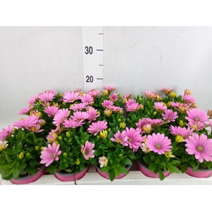 Osteospermum  'CapeDaisy Soft Pink'