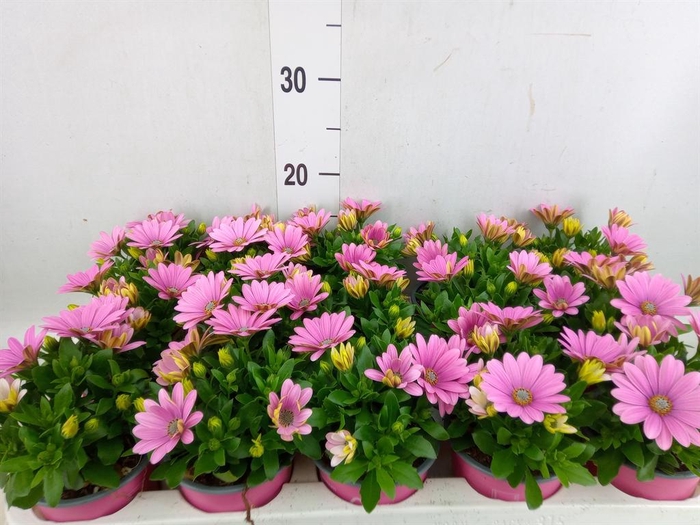 <h4>Osteospermum  'CapeDaisy Soft Pink'</h4>