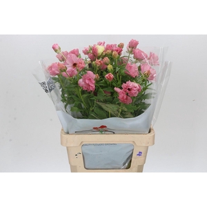 Ranunculus Butterfly Isis