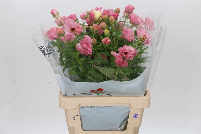 <h4>Ranunculus Butterfly Isis</h4>