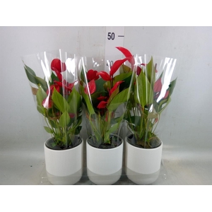 Anthurium  'Banderola Lava'