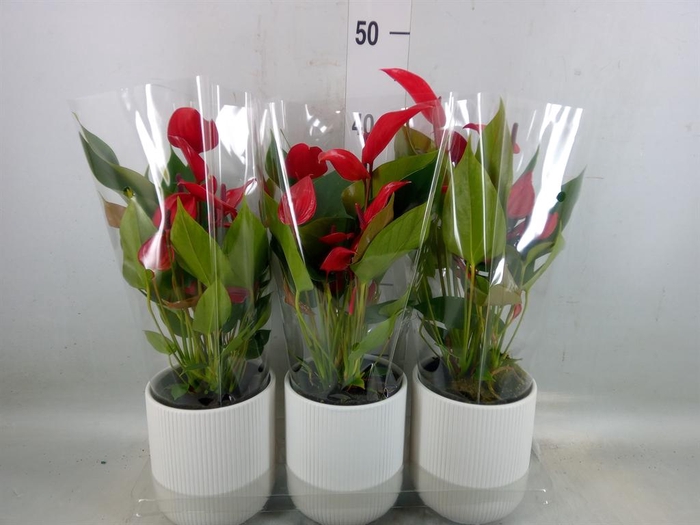 <h4>Anthurium  'Banderola Lava'</h4>