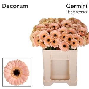 GERMINI ESPRESSO GE MI ESPRESSO EMM