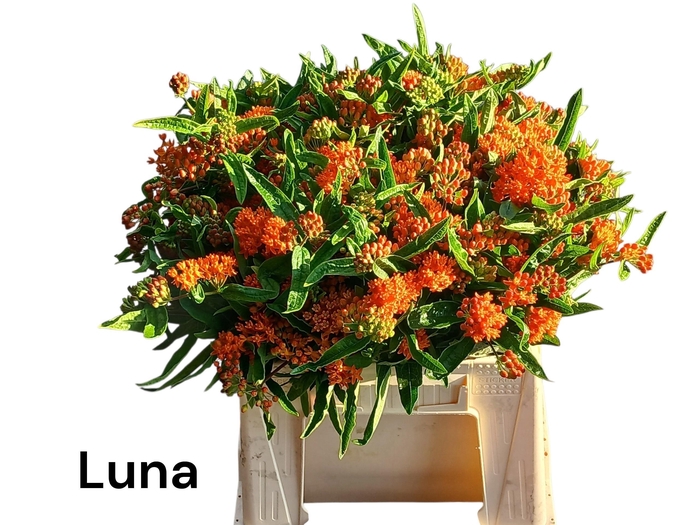 <h4>Ascl T Luna</h4>