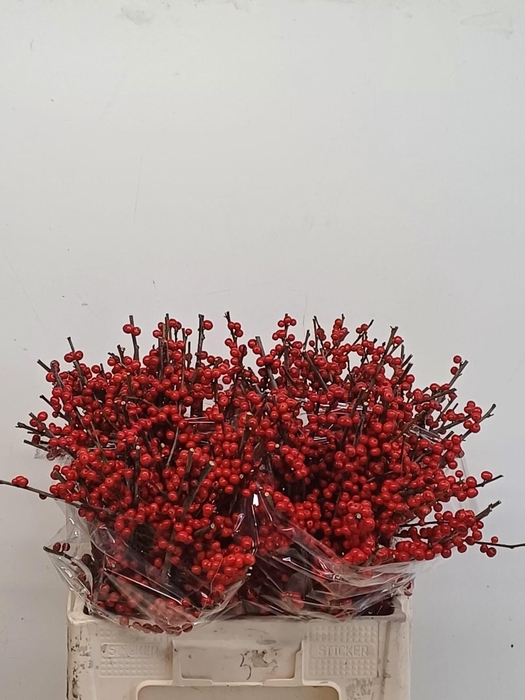 <h4>ILEX VE RODE BES</h4>