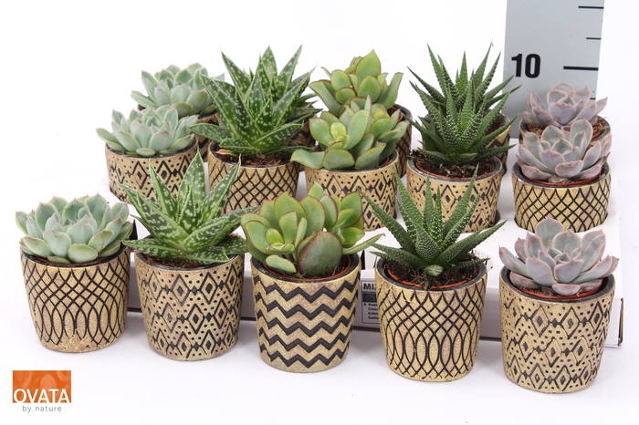 <h4>SUCC GEM 5 SRT</h4>