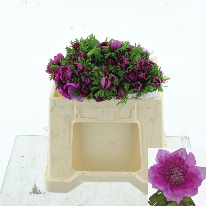 <h4>ANEM CO LEVAN FUCSIA</h4>